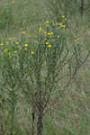 Soft goldenaster